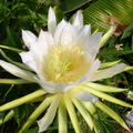 A01_Pitahaya in full blossom