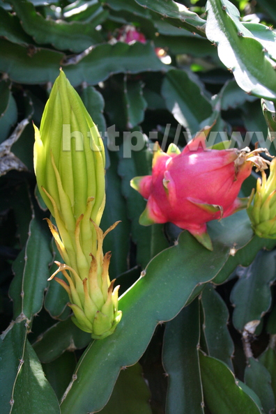 A04_Pitahaya blossom (closed) with fruit