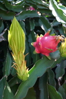 A04_Pitahaya blossom (closed) with fruit