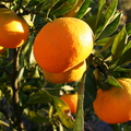 A08_Satsuma mandarin
