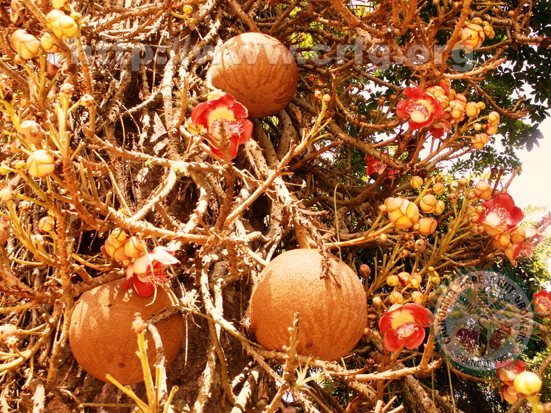 AA12_Couroupita_guianensis__-_flowers_and_fruits_by_Carlos_Velazco.JPG