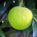 AC02_Breadfruit2