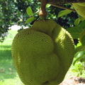 AC06_Jackfruit