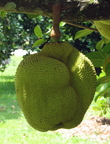 AC06_Jackfruit