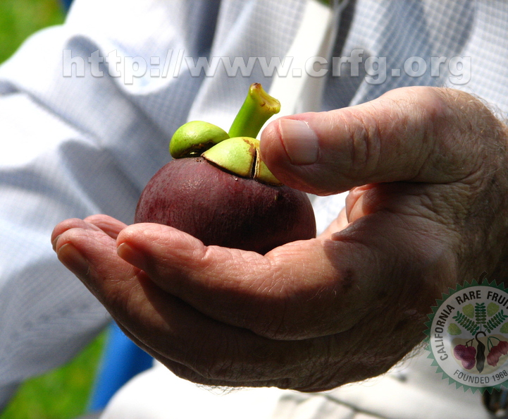 AC12_Bill_Whitman_and_his_Mangosteen