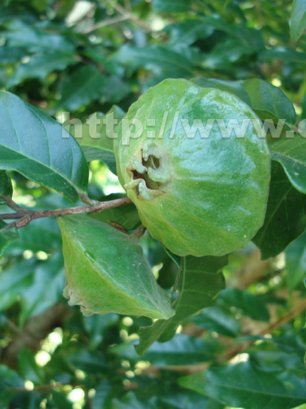 AE01_Campomanesia phae - Myrtaceae - Cambuci - Anestor Mezzomo