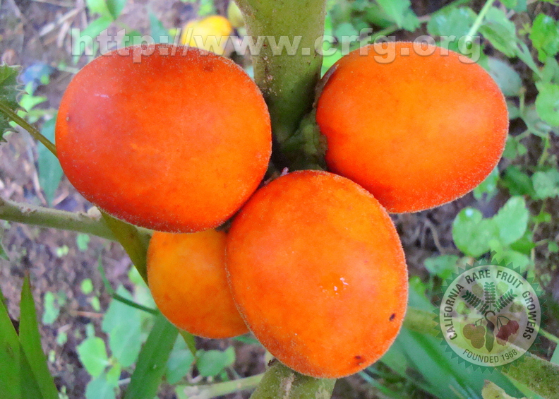 AE02_Solanum sessiflorum - Solanaceae - Maná, Cubiu, Cocona or Topiro - Anestor Mezzomo