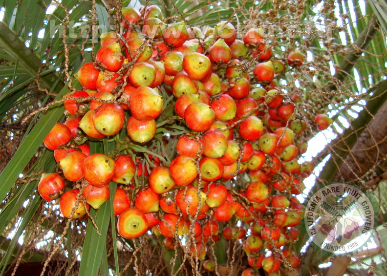 AE05_Butia eriosphata - Arecaceae_Palmae - Red Butia - Anestor Mezzomo