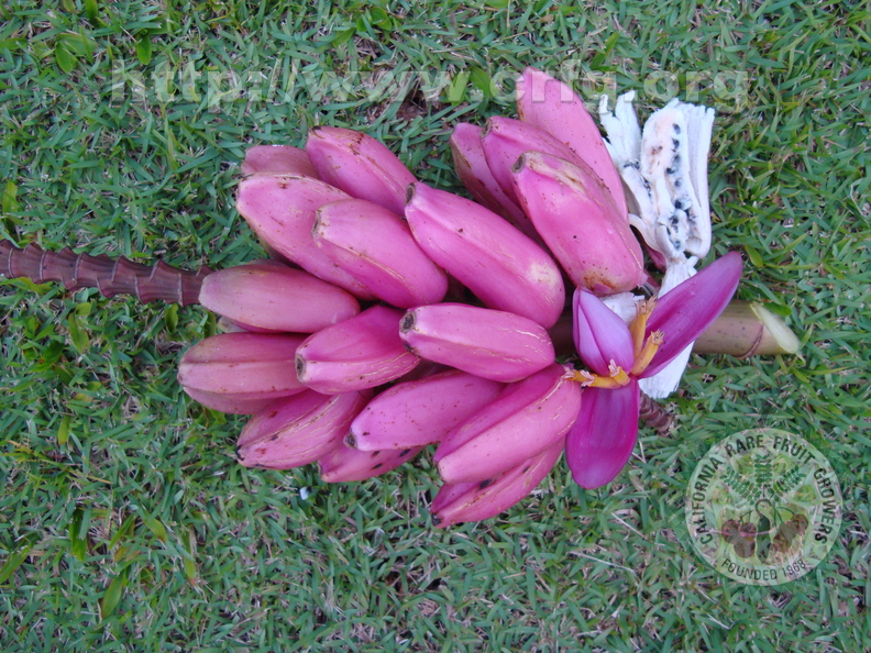 AE11_Musa_ornata_x_velutina_-_Musaceae_-_Banana_h_brida_-_Anestor_Mezzomo.JPG