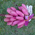 AE11_Musa ornata x velutina - Musaceae - Banana híbrida - Anestor Mezzomo