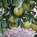 AE13_Citrus sinensis - Rutaceae - Imperial Orange - Anestor Mezzomo