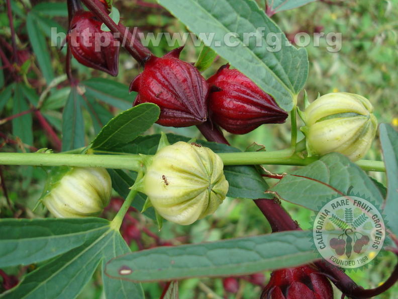 AE14_Hibiscus sabdariffa - Malvaceae - Roselle - Anestor Mezzomo