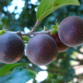 AE16_Dovyalis hebecarpa x abyssinica - Flacourtiaceae - Tropical Apricot - Anestor Mezzomo