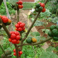 AE17_Solanum sp - Solanaceae - Baquicha - Anestor Mezzomo
