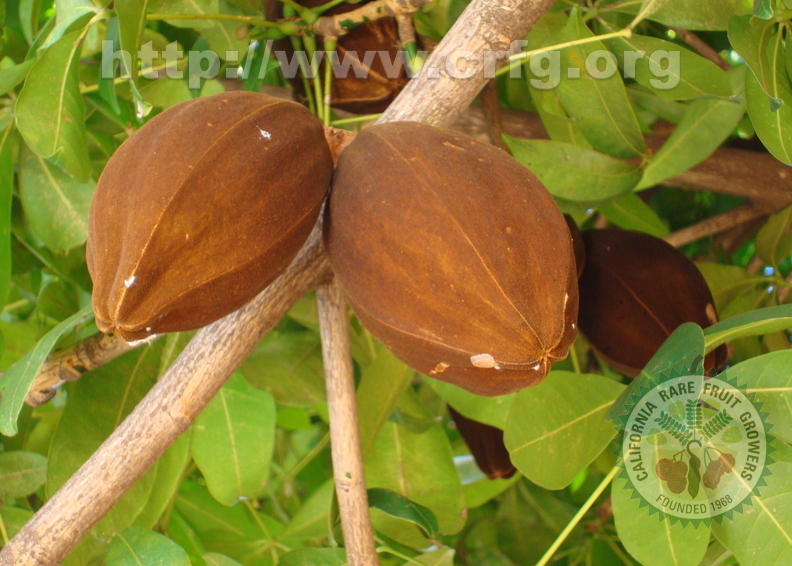 AE22_Pachira aquatica - Bombacaceae - MungubaMalabar Chestnut - Anestor Mezzomo