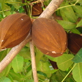 AE22_Pachira aquatica - Bombacaceae - MungubaMalabar Chestnut - Anestor Mezzomo
