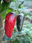 AE23_Capsicum annuum - Solanaceae - Jalapeno Pepper - Anestor Mezzomo