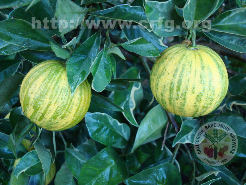 AE24_Citrus sinensis 'variegated' - Imperial Orange - Anestor Mezzomo