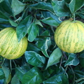 AE24_Citrus sinensis 'variegated' - Imperial Orange - Anestor Mezzomo