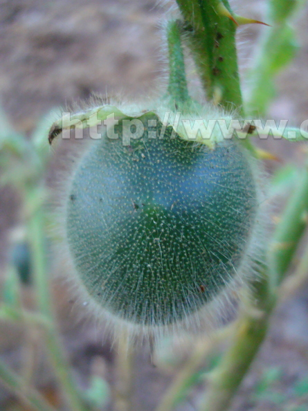AE25_Solanum_hirsutissimum_-_Solanaceae_-_Anestor_Mezzomo.JPG