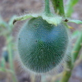 AE25_Solanum hirsutissimum - Solanaceae - Anestor Mezzomo