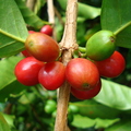 AE26_Coffea arabica - Rubiaceae - Coffee berries - Anestor Mezzomo
