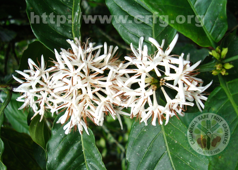 AE27_Coffea arabica - Rubiaceae - Cofee flowers - Anestor Mezzomo
