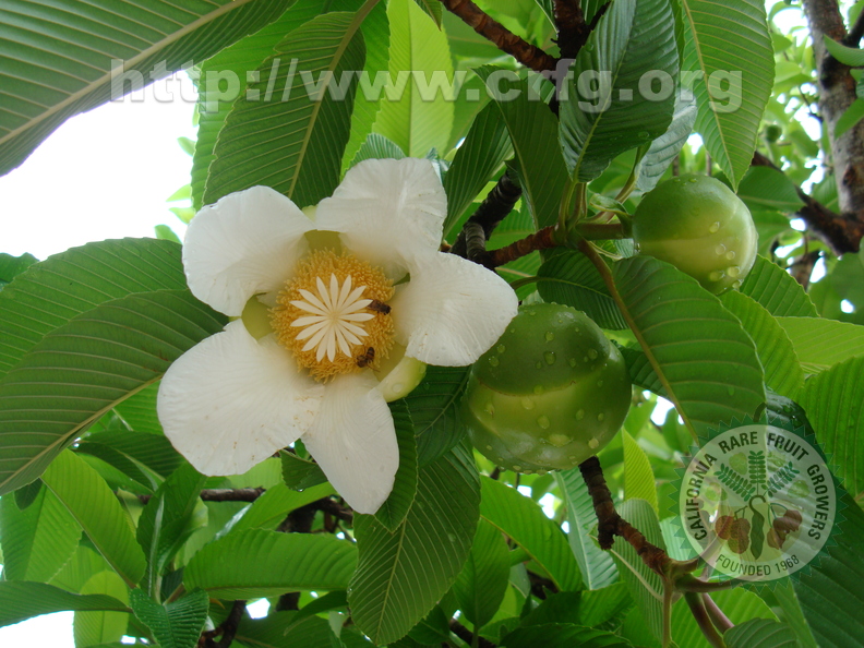 AE28_Dillenia indica - Dilleniaceae - Flor de Abril or Elephant Apple - Anestor Mezzomo