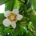 AE28_Dillenia indica - Dilleniaceae - Flor de Abril or Elephant Apple - Anestor Mezzomo