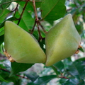 AE30_Campomanesia phae - Myrtaceae - Cambuci - Anestor Mezzomo