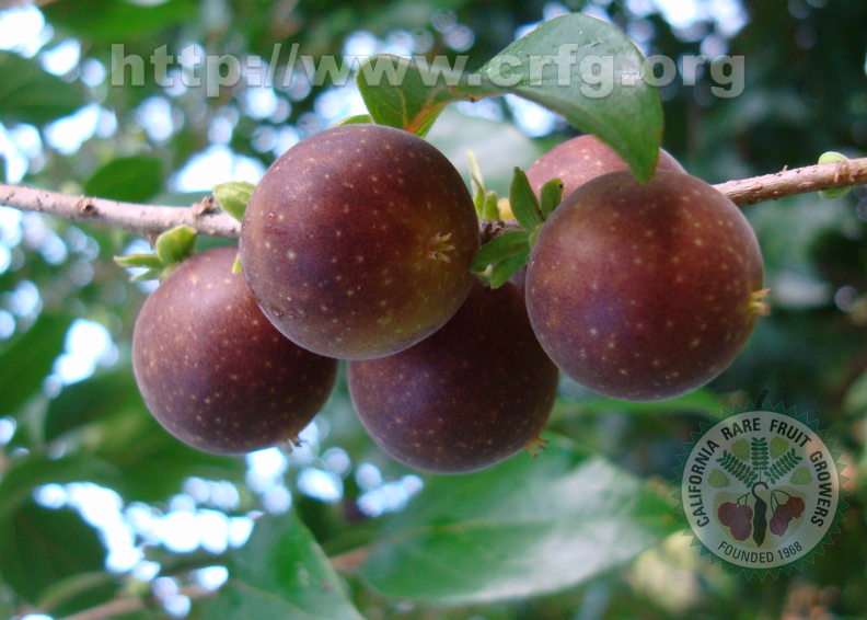 AE31_Dovyalis_hebecarpa_x_abyssinica_-_Flacourtiaceae_-_Tropical_apricot_-_Anestor_Mezzomo.JPG