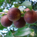 AE31_Dovyalis hebecarpa x abyssinica - Flacourtiaceae - Tropical apricot - Anestor Mezzomo