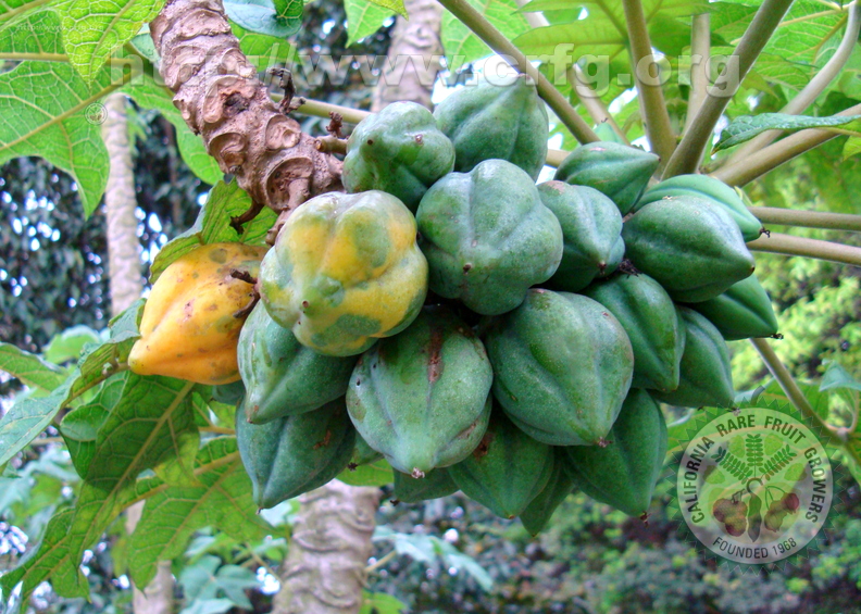 AE33_Vasconcella_or_Craica_pubescens_-_Caricaceae_-_Papayuelo_ou_Mountain_papaya_-_Anestor_Mezzomo_-_Florian_polis_-_SC_-_Br.jpg