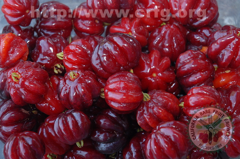 B17_Surinam Cherries