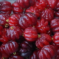 B17_Surinam Cherries
