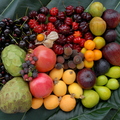 B20_Fruit of Kona Hawaii 12 Trees Project