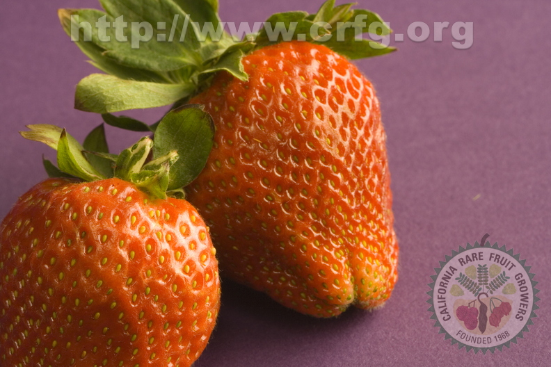 F02_rathsack_strawberry fruit contest