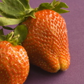 F02_rathsack_strawberry fruit contest