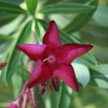 I01_Star Flower Orangevale Ca