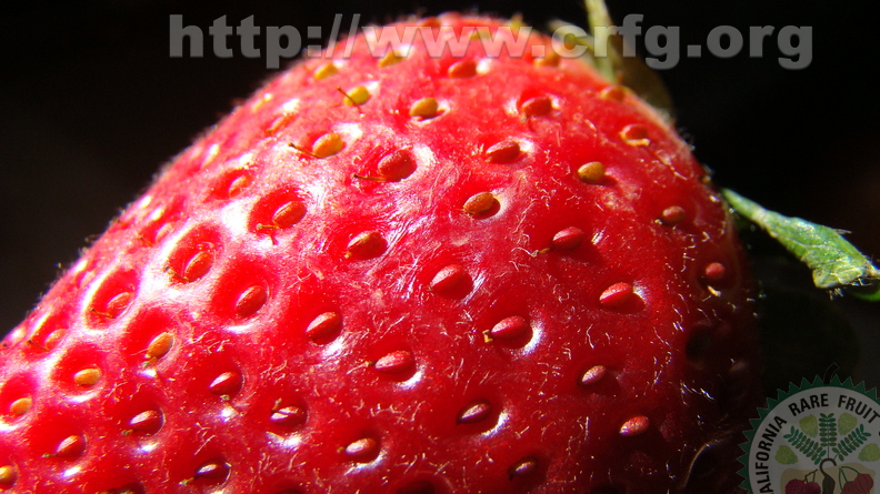 J02_Strawberry