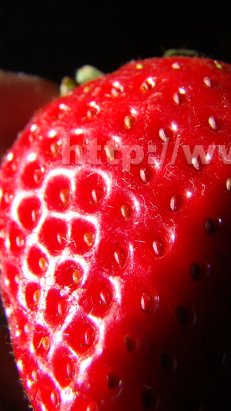 J03_Strawberry_2.jpg