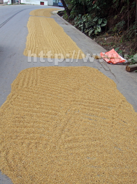 K02_Drying rice on the street