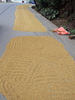 K02_Drying rice on the street