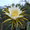 K04_Pitahaya flower