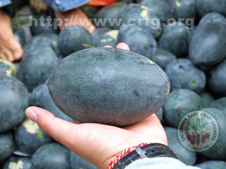 K12_Blue water melon