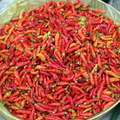 K14_Chili pepper