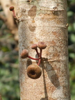 K24_Ficus auriculata