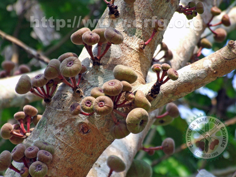 K25_Ficus auriculata