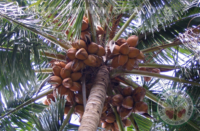 O02_Golden_Malay_Coconut