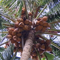 O02_Golden_Malay_Coconut